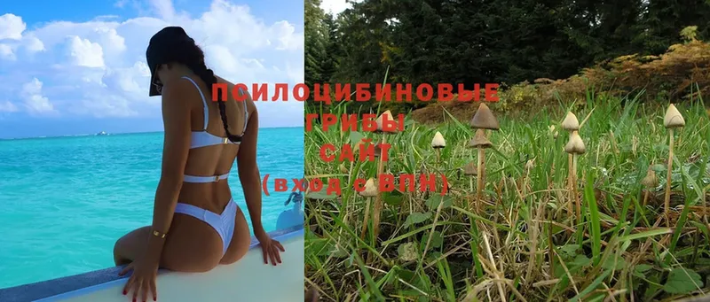 Галлюциногенные грибы Psilocybe  Спас-Клепики 